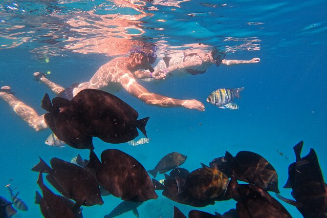 Hurghada Speedboat Dolphin Watching and Snorkeling - Booking, cancellation, and timing advice