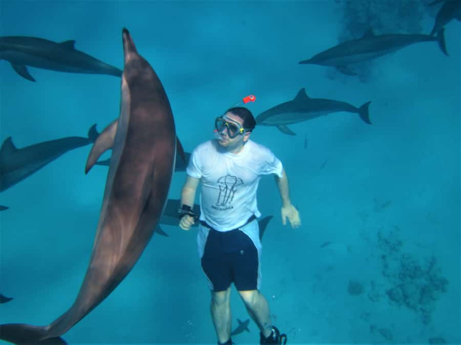 Hurghada: Speedboat Dolphin Watching & Snorkeling with Lunch - A six-hour Red Sea outing from Hurghada