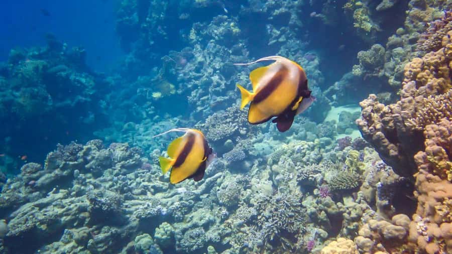Hurghada: Speedboat Dolphin Watching & Snorkeling with Lunch - Pickup, timing, and small details that matter
