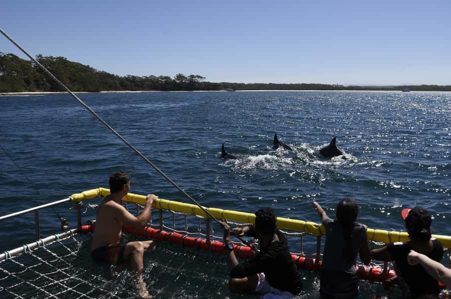 Huskisson: Dolphin Cruise & Boom Netting Experience - The Boom Netting Session