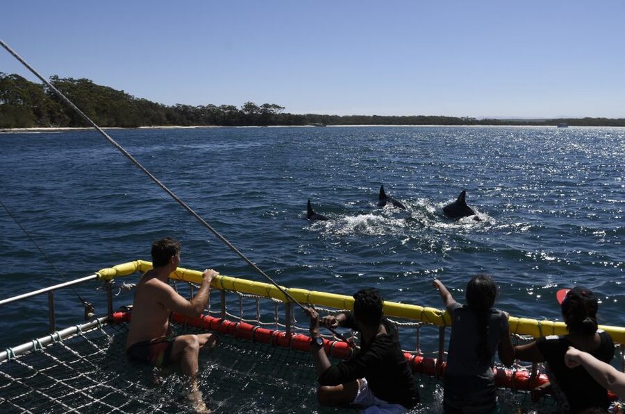 Huskisson: Dolphin Cruise & Boom Netting Experience - Weather, Wind, and Wildlife Expectations