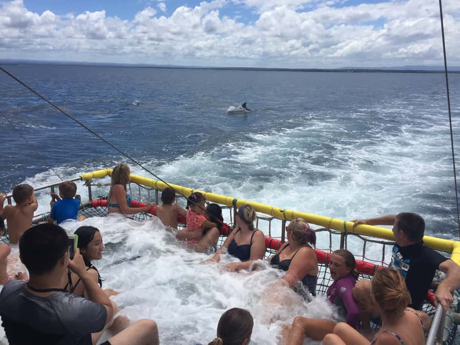 Huskisson: Dolphin Cruise & Boom Netting Experience - What the Dolphin Search Means for Your Time