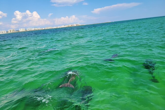 Hydro Rocket Dolphin Sightseeing Boat Tour from Destin - Music, crew style, and family appeal