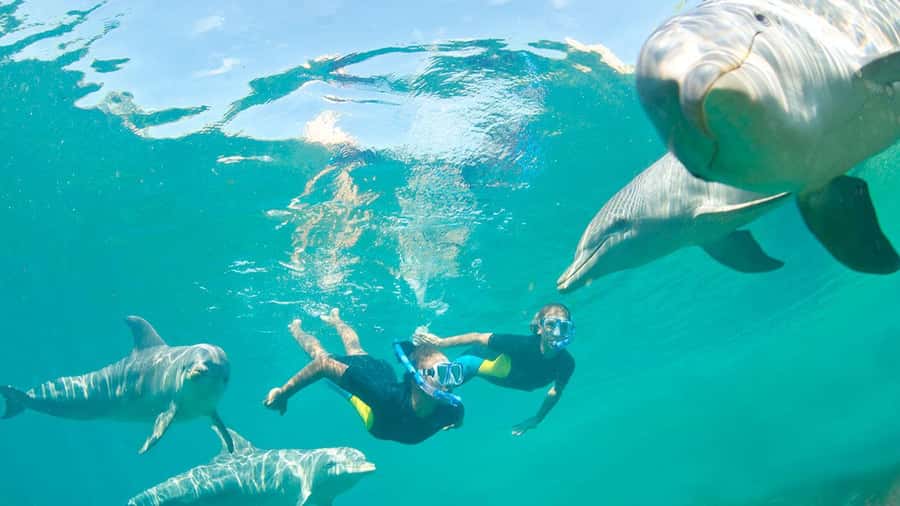 Île aux Bénitiers: Snorkeling w/Dolphins Boat Tour & Lunch - Key points to know before you book