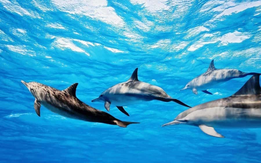 Île aux Bénitiers: Snorkeling w/Dolphins Boat Tour & Lunch - A full southwest Mauritius day for $115