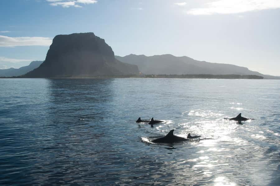 Île aux Bénitiers: Snorkeling w/Dolphins Boat Tour & Lunch - The dolphin encounter in the southwest lagoon