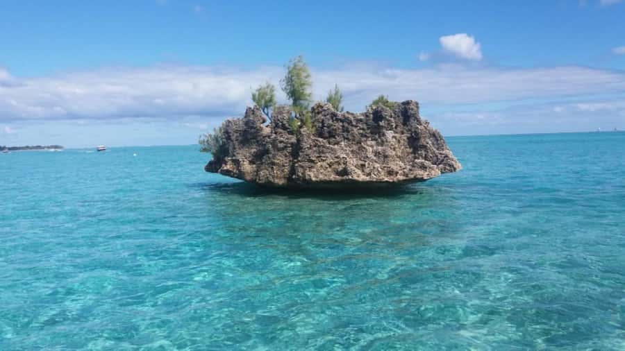 Île aux Bénitiers Snorkeling with Dolphins + Seafood Lunch - Who should book this boat trip