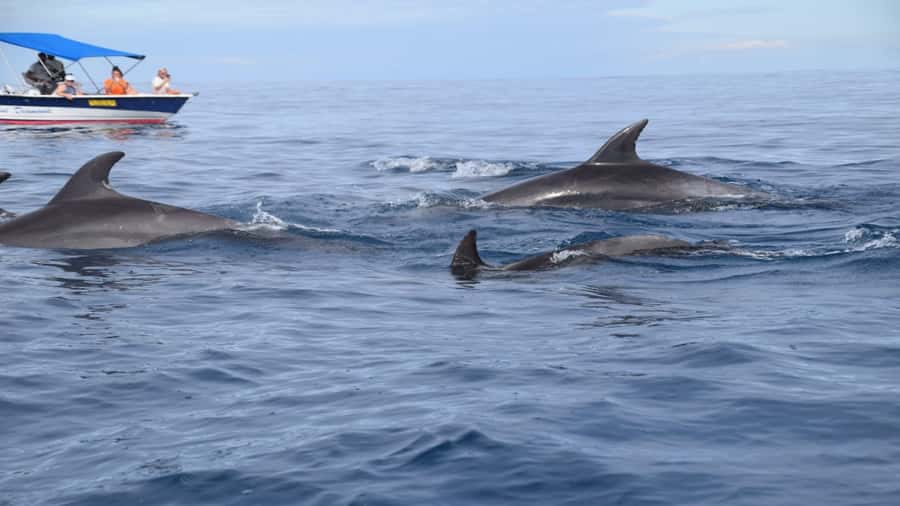 Île aux Bénitiers Snorkeling with Dolphins + Seafood Lunch - Crystal Rock and the view toward Le Morne