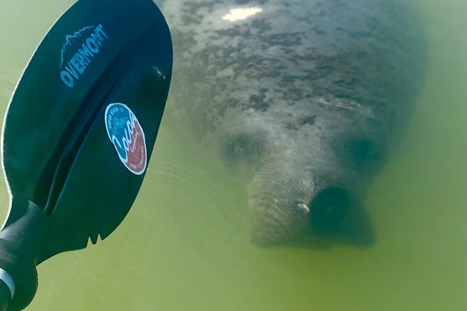 Indian River Clear Bottom Kayak or Paddleboarding Manatee and Dolphin Tour - The clear-bottom view has limits