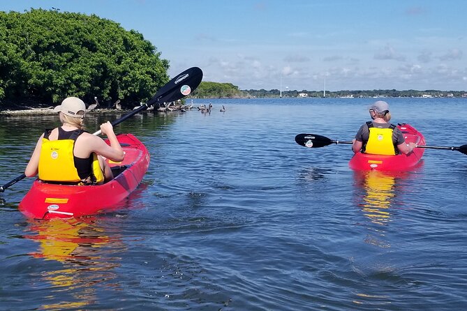 Indian River Clear Bottom Kayak or Paddleboarding Manatee and Dolphin Tour - Dolphins, manatees, and comb jellies