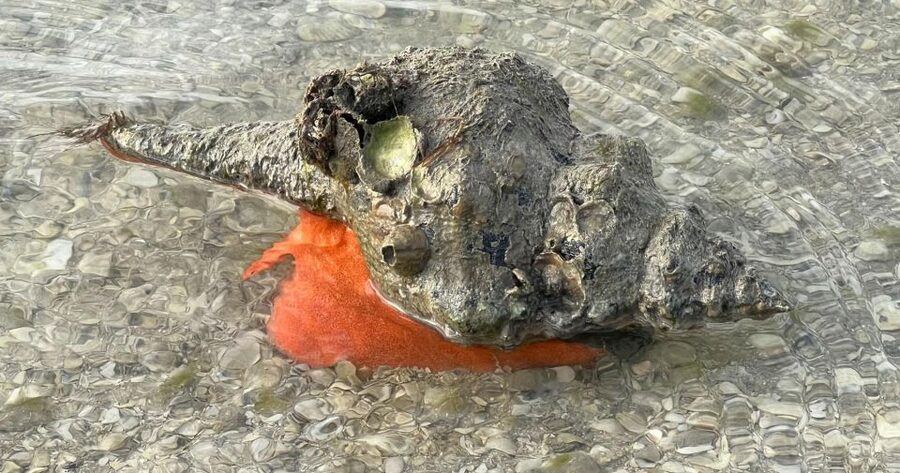 Island Paradise: Dolphin, Shelling, Birding Eco Boat Tour - Booking, Cancellation, and Small Details
