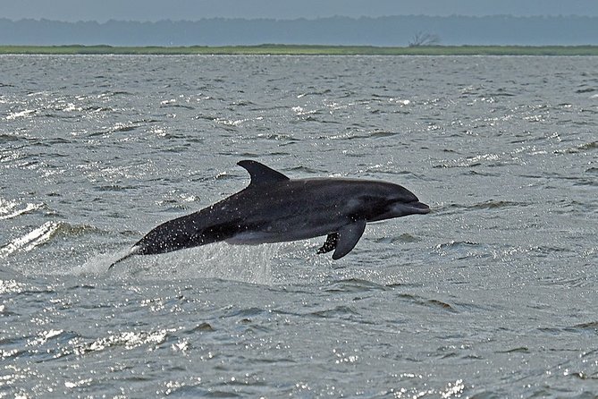 Jekyll Island Dolphin Tours - Why the captains matter