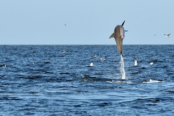 Jekyll Island Dolphin Tours - What happens during the 90-minute ride