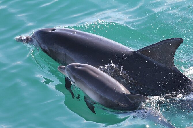 Jervis Bay Dolphin Cruise - What the crew adds to the trip