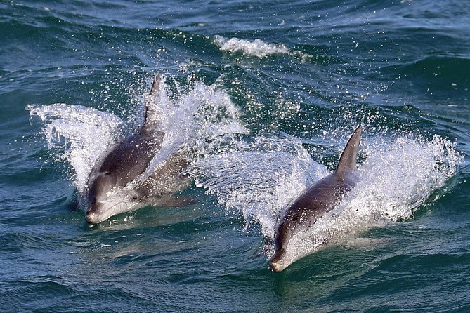Jervis Bay Dolphin Cruise - Who should book this cruise?