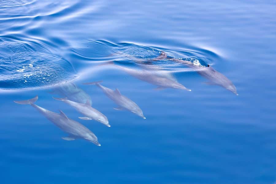 Jervis Bay Dolphin Cruise, Lunch, Berry&Kiama Blowhole Tour - The Kiama Blowhole finale