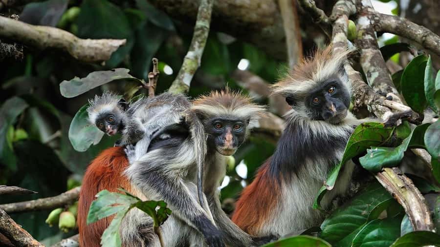 Jozani Monkey Tour, Kuza Cave Tour, Paje Beach, The Rock - Who should book this Zanzibar day?