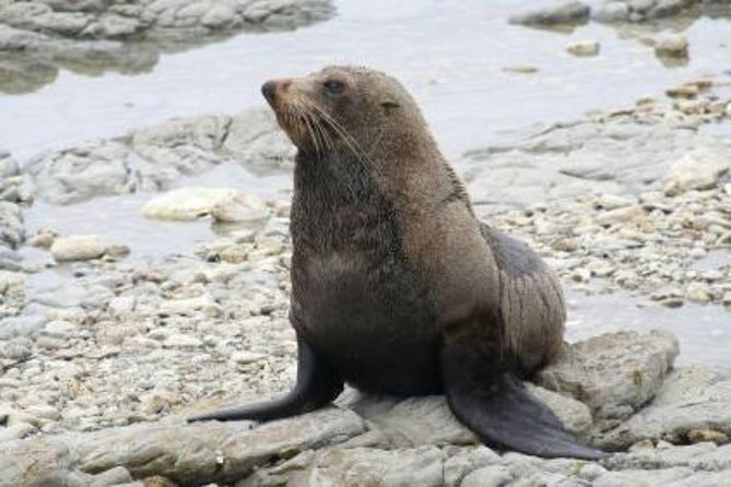 Kaikoura Swim with Dolphins Tour from Christchurch - Why the wildlife can be worth the cost