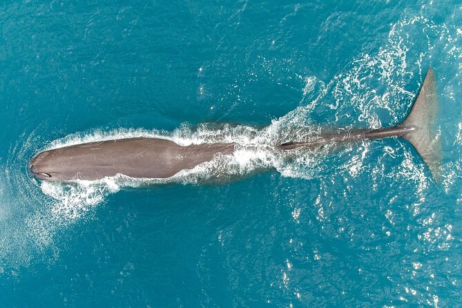 Kaikoura Swim with Dolphins Tour from Christchurch - Sea sickness, fitness, and cold water