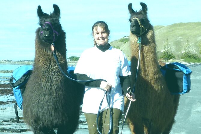 Kaikoura Swim with Dolphins Tour from Christchurch - What the full day feels like