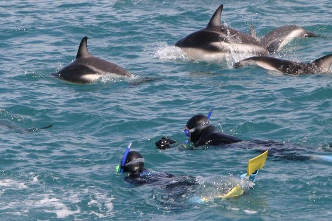 Kaikoura Swim with Dolphins Tour from Christchurch - Group size, guides, and service