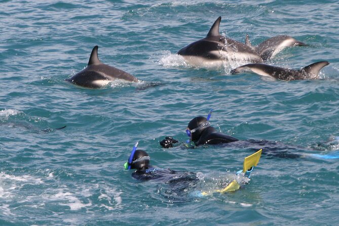 Kaikoura Whale and Dolphin Overnight Tour from Christchurch - Why Kaikoura works so well for a two-day wildlife trip