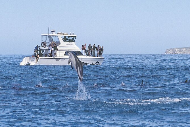Kaikoura Whale and Dolphin Overnight Tour from Christchurch - Whale watching from Kaikoura