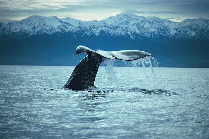 Kaikoura Whale and Dolphin Overnight Tour from Christchurch - What the $462.33 price really covers