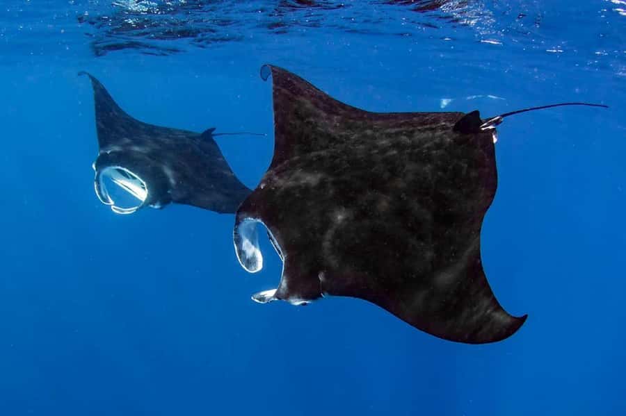 Kailua Kona: Dolphin, Sea Cave and Captain Cook Snorkel Tour - Key points at a glance