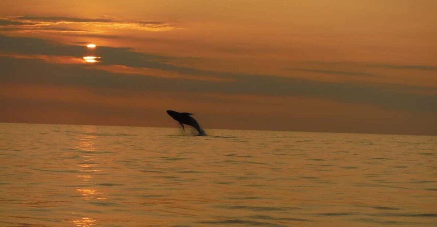 Kailua-Kona: Dolphin Watch & Double-Reef Snorkel Tour - Key points to know before booking