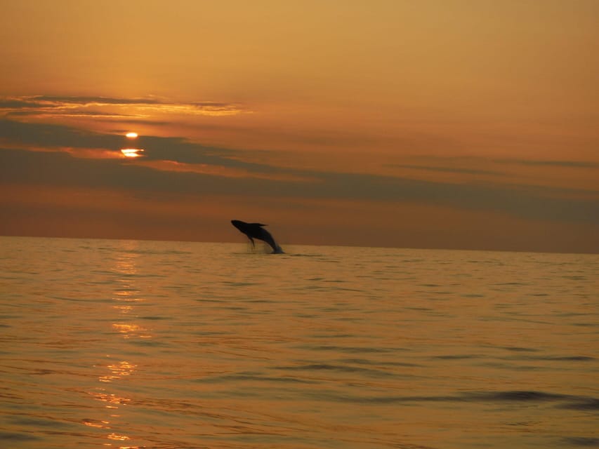 Kailua-Kona: Dolphin Watch & Double-Reef Snorkel Tour - A second reef adds variety to the outing