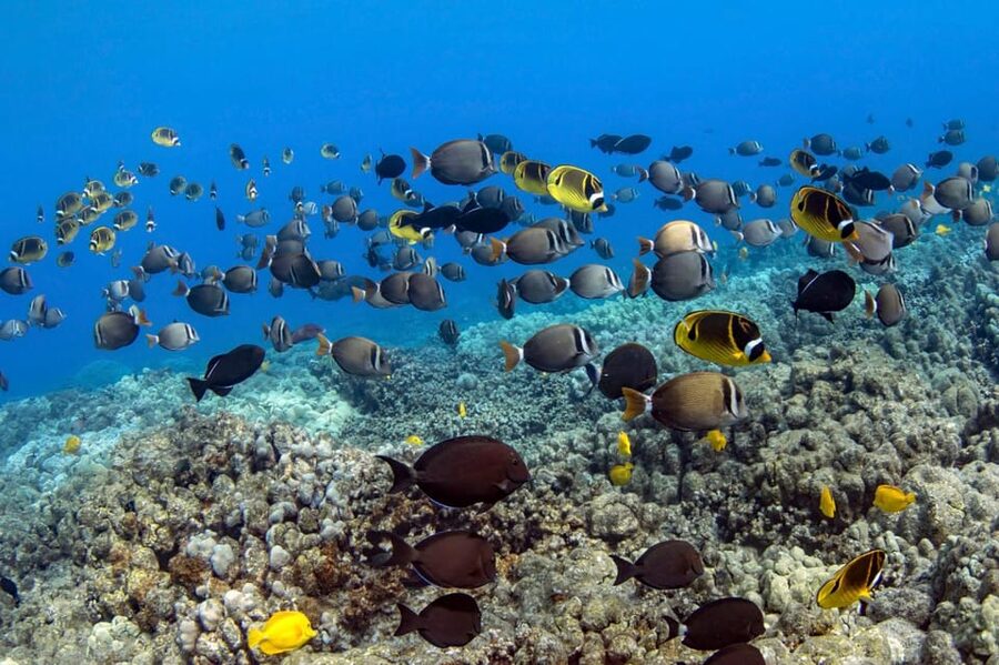 Kailua-Kona: Dolphin Watch & Double-Reef Snorkel Tour - What the small group changes