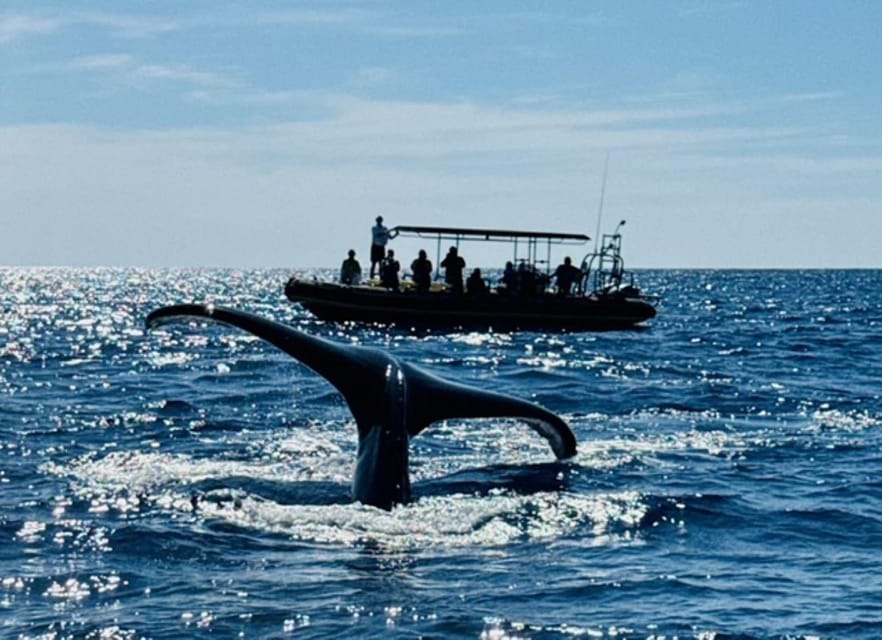 Kailua-Kona: Dolphin Watch & Double-Reef Snorkel Tour - What is included, and what you still need to plan