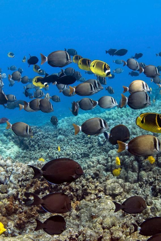 Kailua-Kona: Dolphin Watch & Double-Reef Snorkel Tour - The first reef gives you time to get comfortable