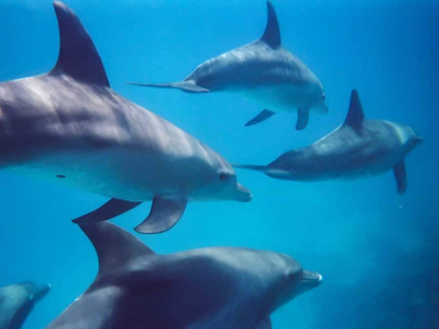 Kangaroo Island: Dolphin, Seal, and Swimming Boat Tour - Penneshaw preparation takes more than a quick check-in