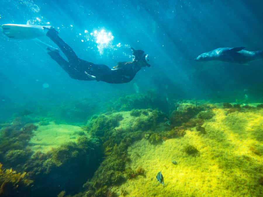 Kangaroo Island: Dolphin, Seal, and Swimming Boat Tour - Seals offer the most playful water encounter