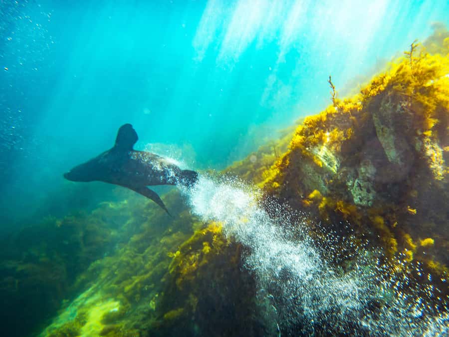Kangaroo Island: Dolphin, Seal, and Swimming Boat Tour - Snorkeling is guided, but you need basic confidence