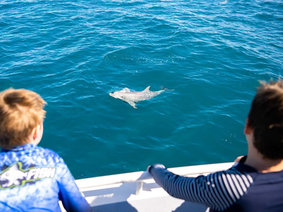 Kangaroo Island: Dolphin, Seal, and Swimming Boat Tour - Timing and cancellation need a little thought