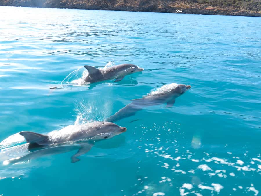 Kangaroo Island: Dolphin, Seal, and Swimming Boat Tour - The strongest reason to go is the crew’s approach