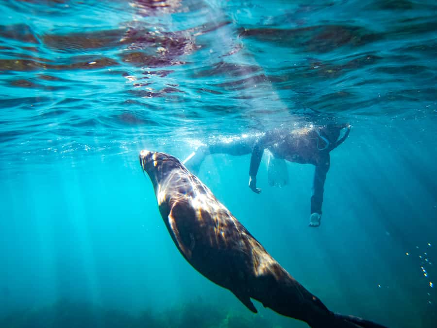 Kangaroo Island: Dolphin, Seal, and Swimming Boat Tour - The boat ride turns the coast into part of the tour