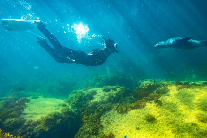 Kangaroo Island - Swim with Dolphins/Seals/Coastal Snorkel - From Howard Drive to Christmas Cove Marina