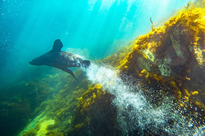 Kangaroo Island - Swim with Dolphins/Seals/Coastal Snorkel - Swimming with long-nosed seals