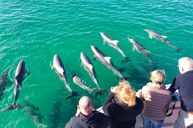 Kangaroo Island - Swim with Dolphins/Seals/Coastal Snorkel - How demanding is the swimming?