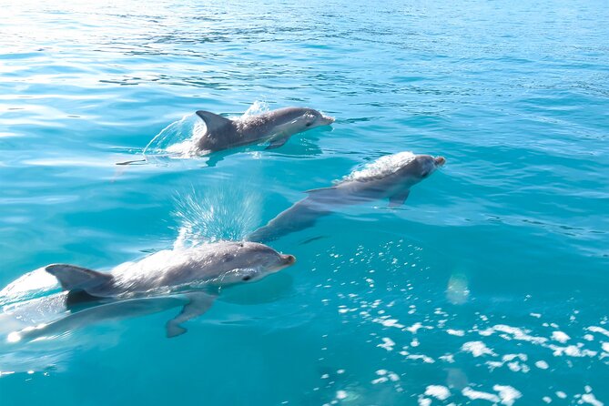 Kangaroo Island - Swim with Dolphins/Seals/Coastal Snorkel - Is the $139.86 price good value?