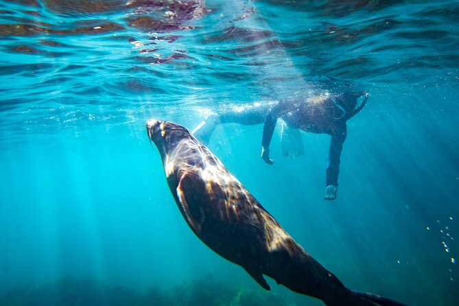 Kangaroo Island - Swim with Dolphins/Seals/Coastal Snorkel - Searching for dolphins along the coast