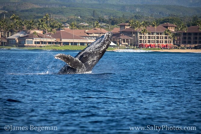 Kauai's South Side Whale and Dolphin Zodiac Boat Adventure - Leaving Kukuiʻula Harbor in a Zodiac