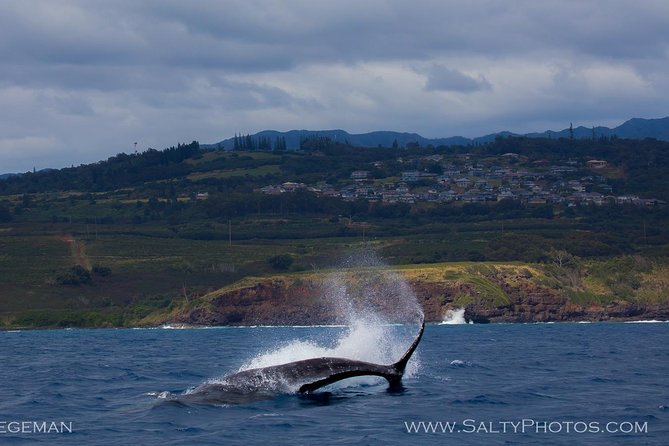 Kauai's South Side Whale and Dolphin Zodiac Boat Adventure - Searching for humpback whales from December through May