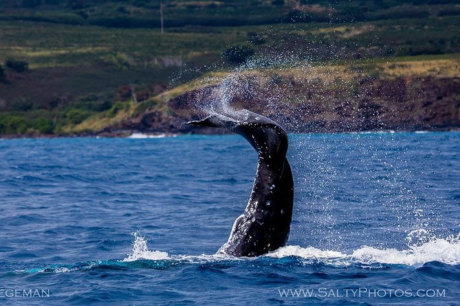 Kauai's South Side Whale and Dolphin Zodiac Boat Adventure - What the guides add to the ride
