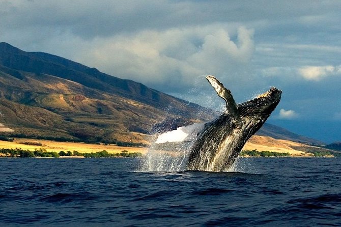 Kauai's South Side Whale and Dolphin Zodiac Boat Adventure - Dolphins, turtles, and the bonus wildlife