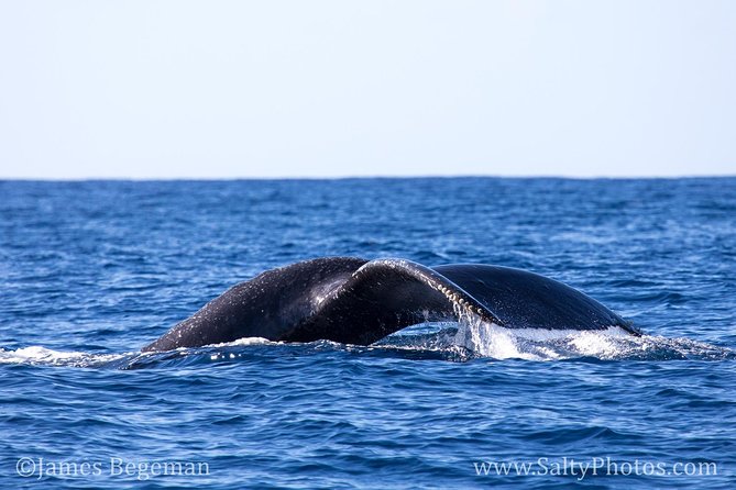 Kauai's South Side Whale and Dolphin Zodiac Boat Adventure - How rough is the Zodiac ride?